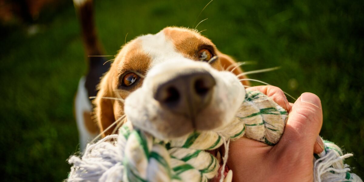 banner dog fourpaws.gr