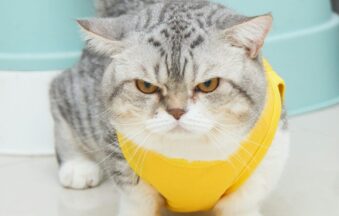 Ντύσιμο σε Σκύλους και Γάτες: Χρειάζεται Πραγματικά ή Είναι Μόδα;