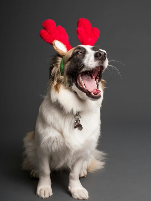 pexels-goochie-poochie-3361714